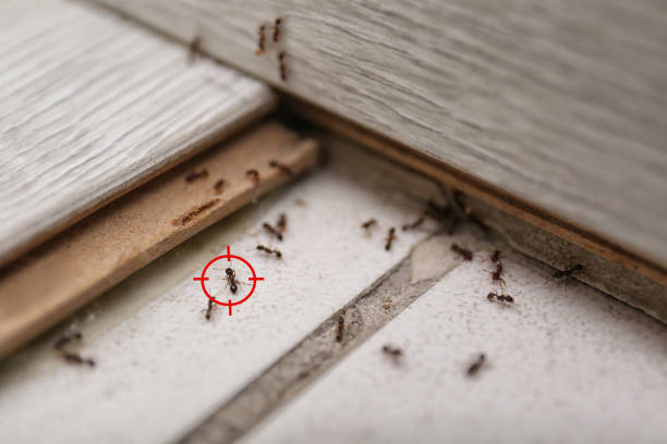 Best Pest Removal Services  in Hilliard, FL