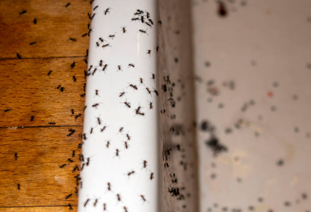 Best Wasp Removal Services  in Hilliard, FL